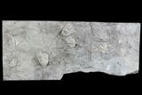Crinoid Fossils ( Species) - Gilmore City, Iowa #86748-2